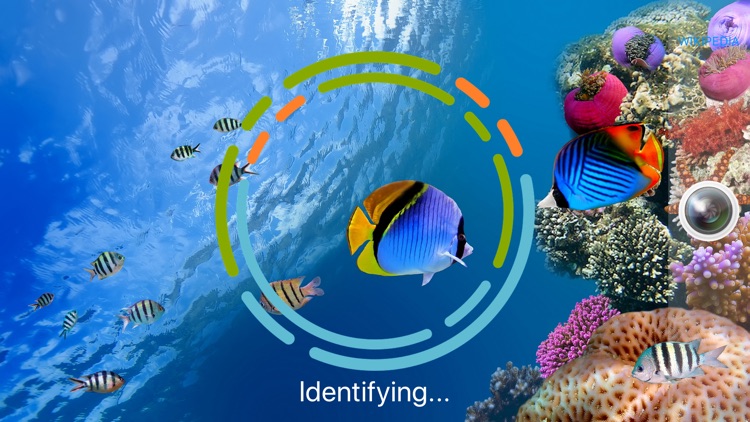 FishSnap - Fish Identification