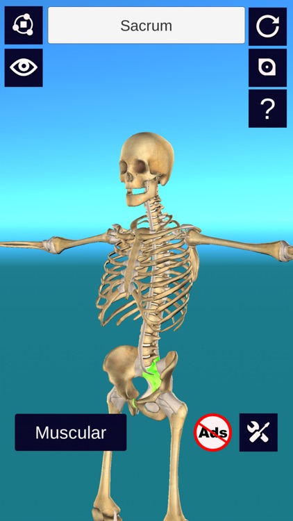 3D Anatomy +