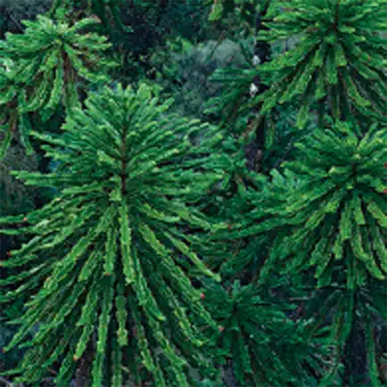 Jurassic Garden Читы