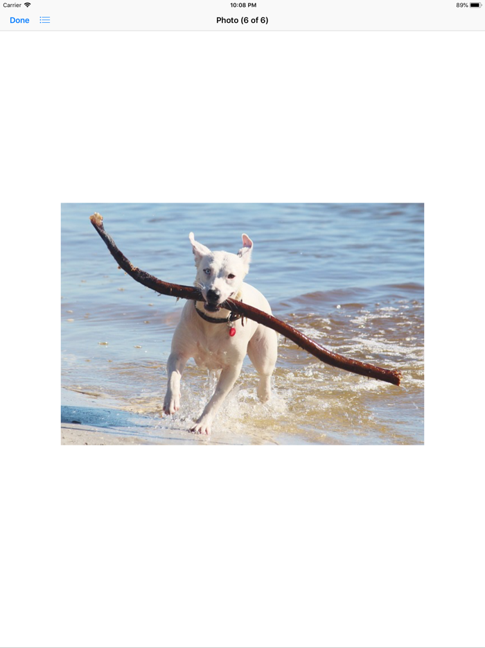 Water Dog Sticker Pack