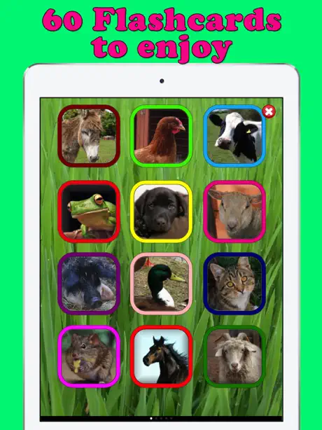 Play & Learn Animal Flashcards