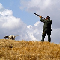 Chasse - le chant des oiseaux pour PC