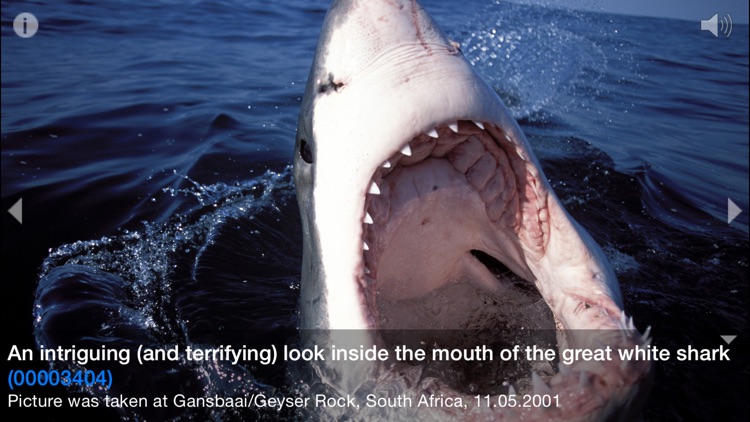 Great white shark © Jostimages