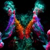 Icon Nebula Lite - Live Wallpapers