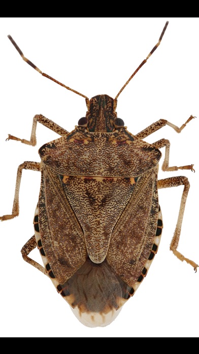 Midwest Stink Bug screenshot 4