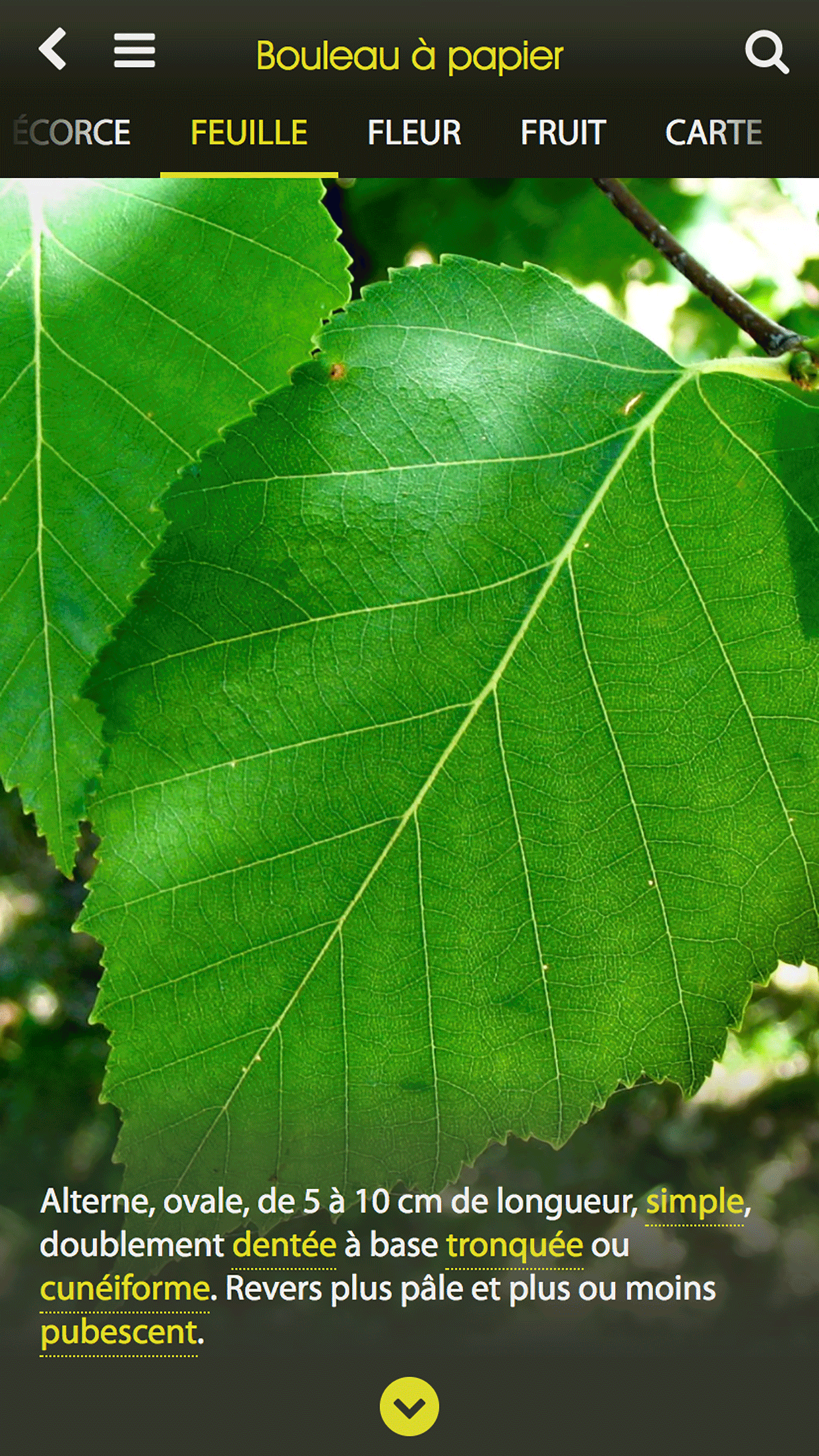 Arborescence screenshot 4