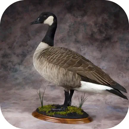 Goose Hunting Calls - Goose Sounds Cheats