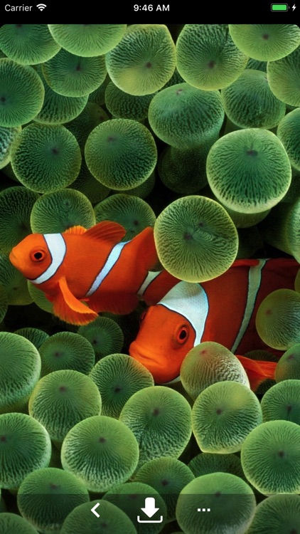 Hide Notch - Notch Remover screenshot-3