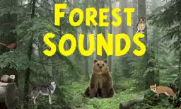 Forest Sounds app icon