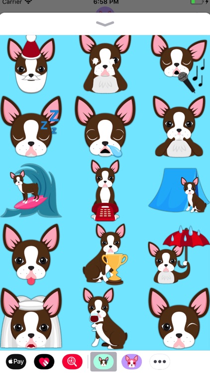 Chocolate Boston Terrier screenshot-4