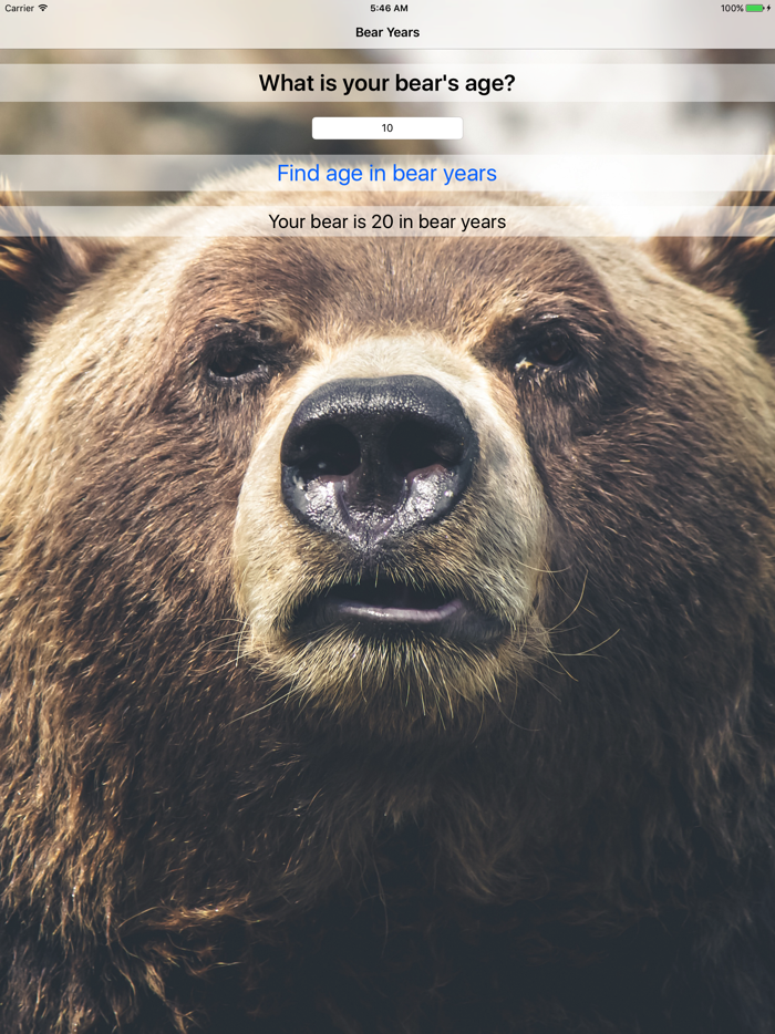 Bear Years - Simple Converter For Finding Bear Age