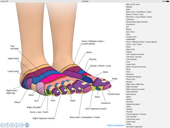 Foot Reflexology Chart iPad screenshot 2 - Health & Fitness app