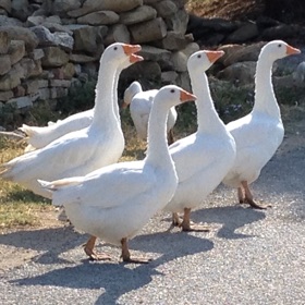 螢幕擷取畫面 (1) The Goose Game