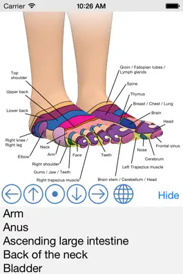 Game screenshot Foot Reflexology Chart apk