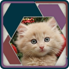 Activities of HexSaw - Kittens