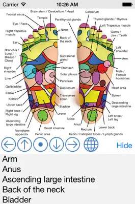 Game screenshot Foot Reflexology Chart mod apk