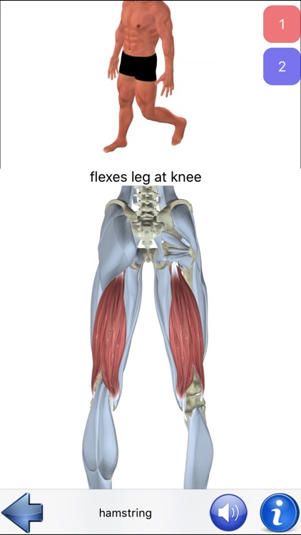 Visual Anatomy screenshot-3