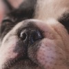 Dog Years - Fun And Simple Converter For Dog Years app icon - Entertainment app for iPhone