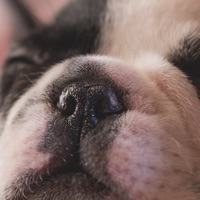 Dog Years - Fun And Simple Converter For Dog Years app icon - Entertainment app for iPhone