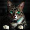 Cat Wallpaper HD & 4k icon