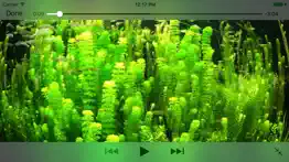 aquarium videos 4k iphone resimleri 1