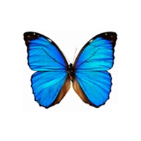 Dancing Butterfly logo