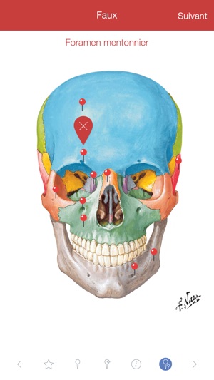Mémofiches Anatomie Netter(圖4)-速報App