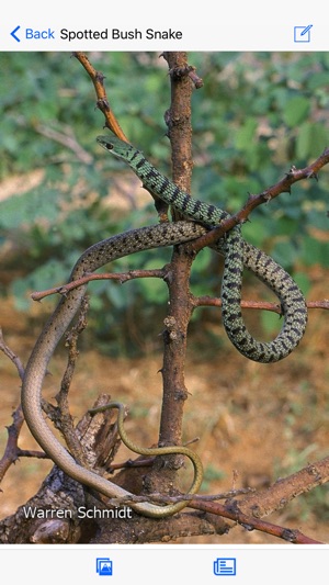 Animals of Pilanesberg(圖3)-速報App