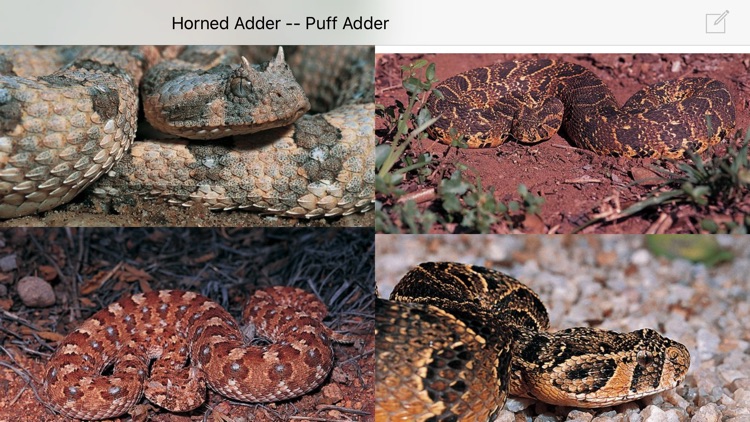 eSnakes of Southern Africa LITE screenshot-4