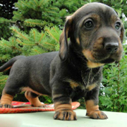 Wire Haired Dachshund