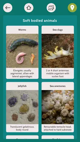 Game screenshot Baltic Explorer hack