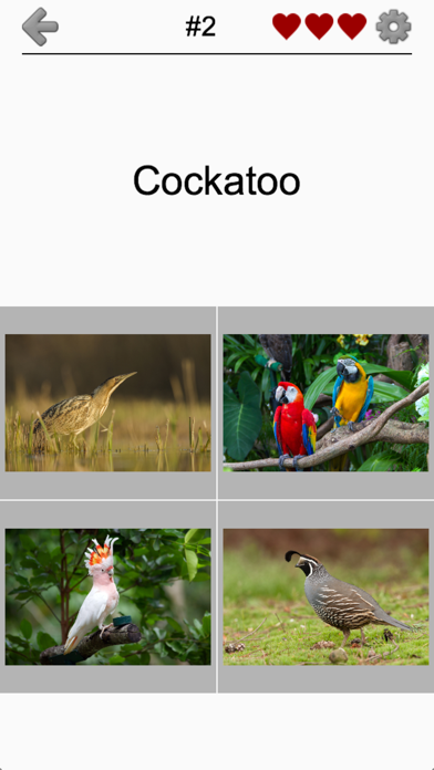 Bird World - Quiz about Famous Birds of the Earth Screenshot