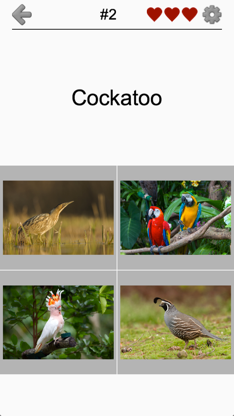 Bird World - Quiz about Famous Birds of the Earth screenshot 5