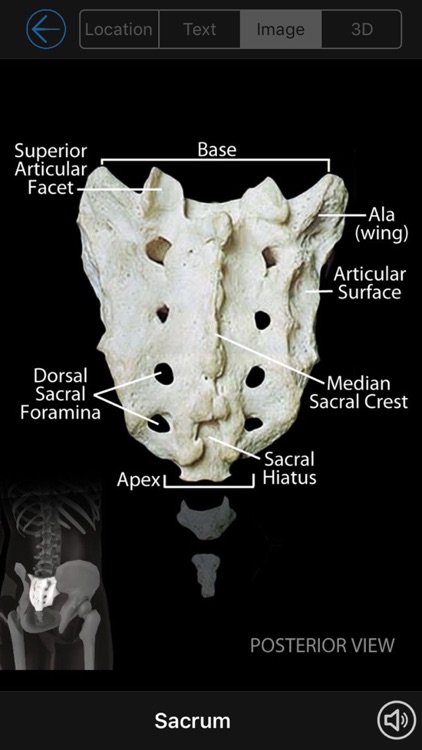 Skeletal Anatomy 3D - Quiz and Reference