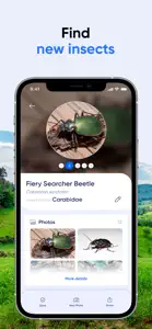 Bug ID: Insect Identifier AI screenshot #4 for iPhone