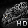 Icon Cool Animals HD Awesome Themes & Wallpapers