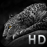 Cool Animals HD Awesome Themes and Wallpapers
