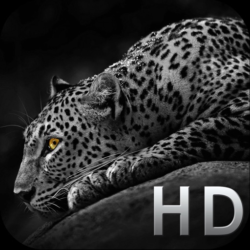 Baddie Girl Wallpapers 4K  App Price Intelligence by Qonversion