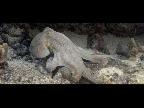 Screenshot #6 pour Wonders Of The Sea