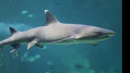 Game screenshot Watch Real Live Sharks apk