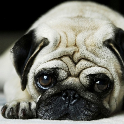 Dog Wallpaper & Background Top HD Cool 10000+ by WIRUL ...