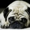 Dog Wallpaper & Background Top HD Cool 10000+