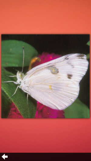 Butterfly Collection+(圖2)-速報App
