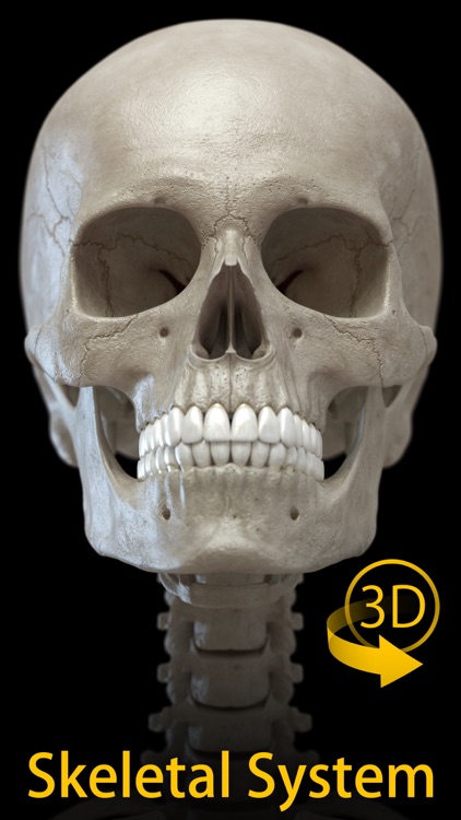 Skeleton - 3D Atlas of Anatomy