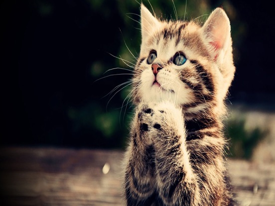 Screenshot #6 pour Cat Wallpaper Top HD