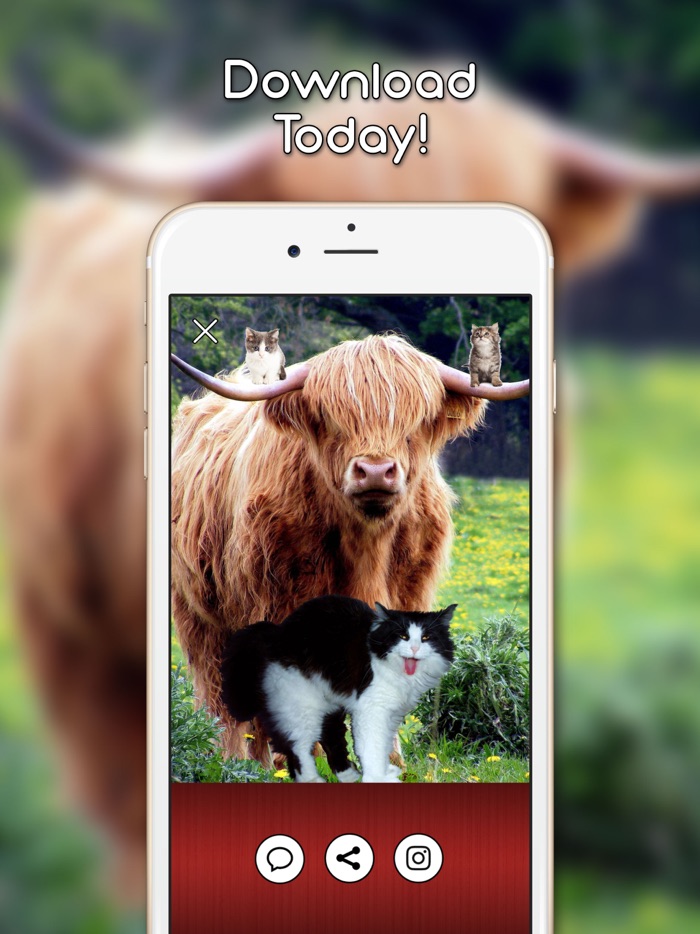 KittyGram - Cutest Cats Photo Decorator Free