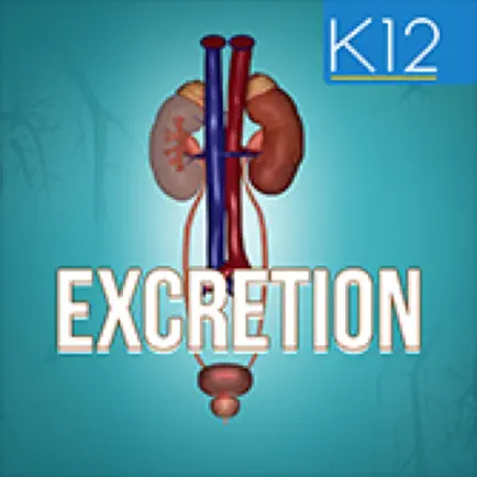 Excretion in Human Beings Читы