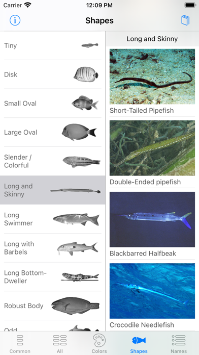 Red Sea Fish ID Screenshot