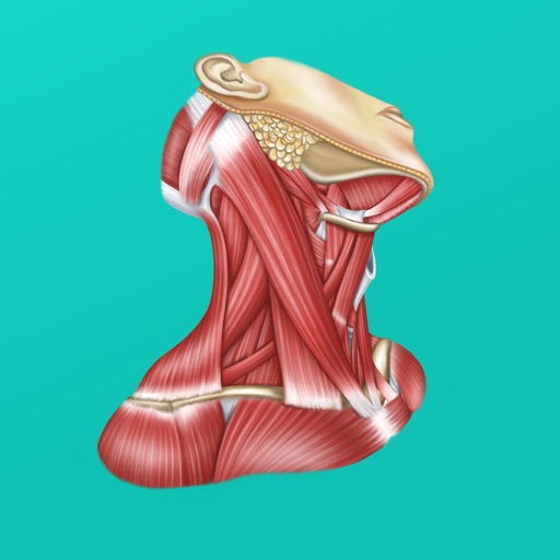 Easy Anatomy - Atlas & Quizzes Icon