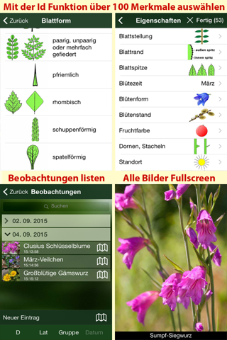 Blütenpflanzen Schweiz Blumen, Sträucher, Bäume screenshot 3